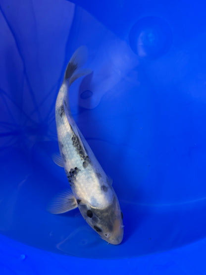 Prachtige Shiro Utsuri (Tosai, 26 cm) van de beroemde Omosako Koi Farm.  Een koi met kwaliteit en groeipotentie.