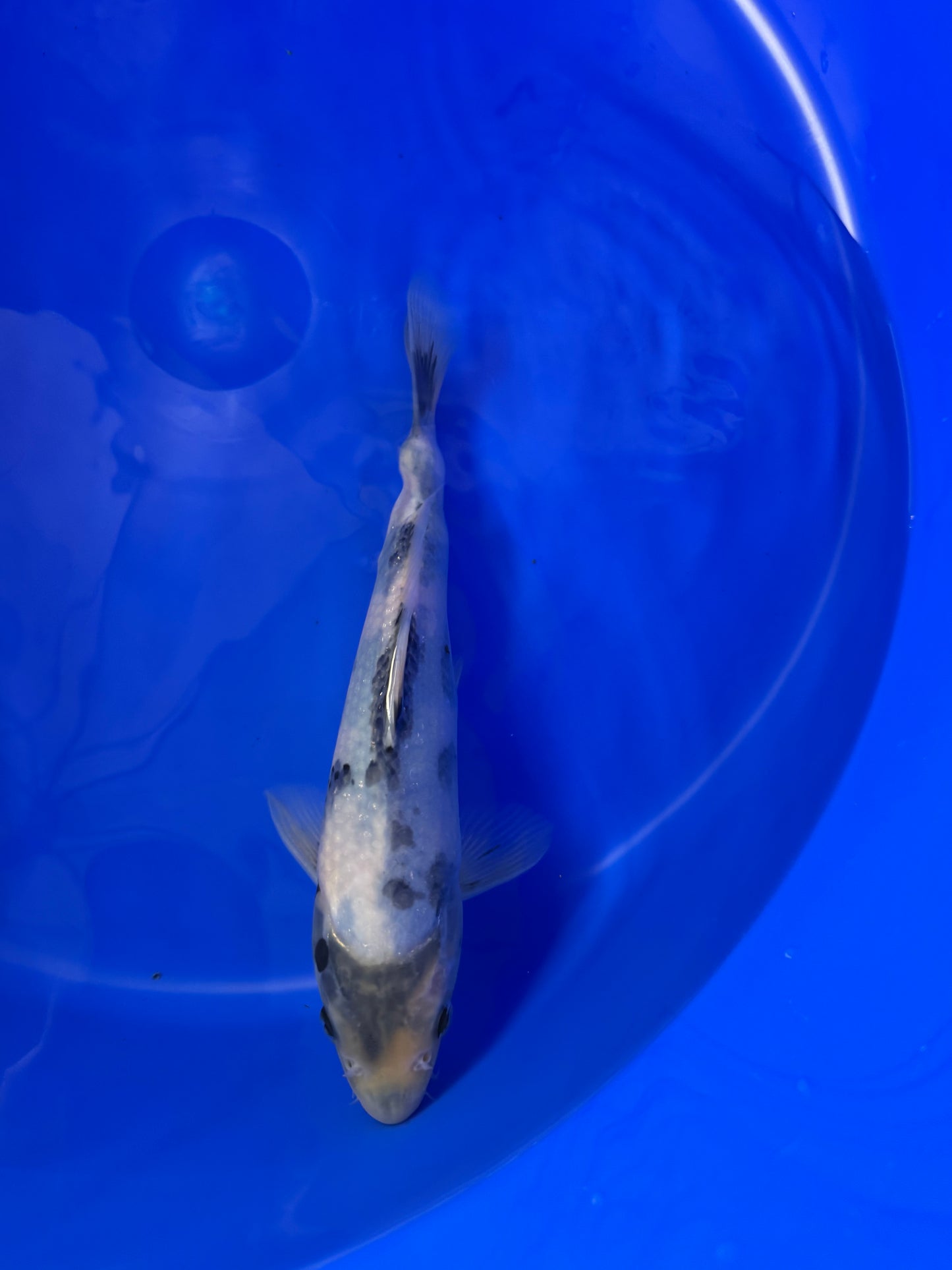Prachtige Shiro Utsuri (Tosai, 26 cm) van de beroemde Omosako Koi Farm.  Een koi met kwaliteit en groeipotentie.