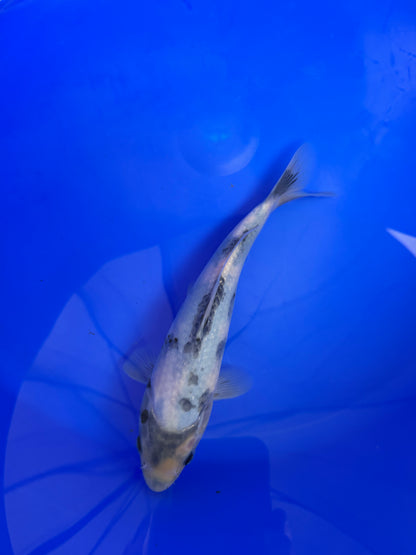 Prachtige Shiro Utsuri (Tosai, 26 cm) van de beroemde Omosako Koi Farm.  Een koi met kwaliteit en groeipotentie.