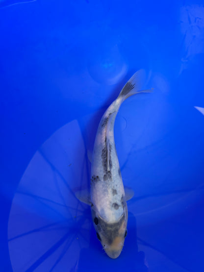 Prachtige Shiro Utsuri (Tosai, 26 cm) van de beroemde Omosako Koi Farm.  Een koi met kwaliteit en groeipotentie.