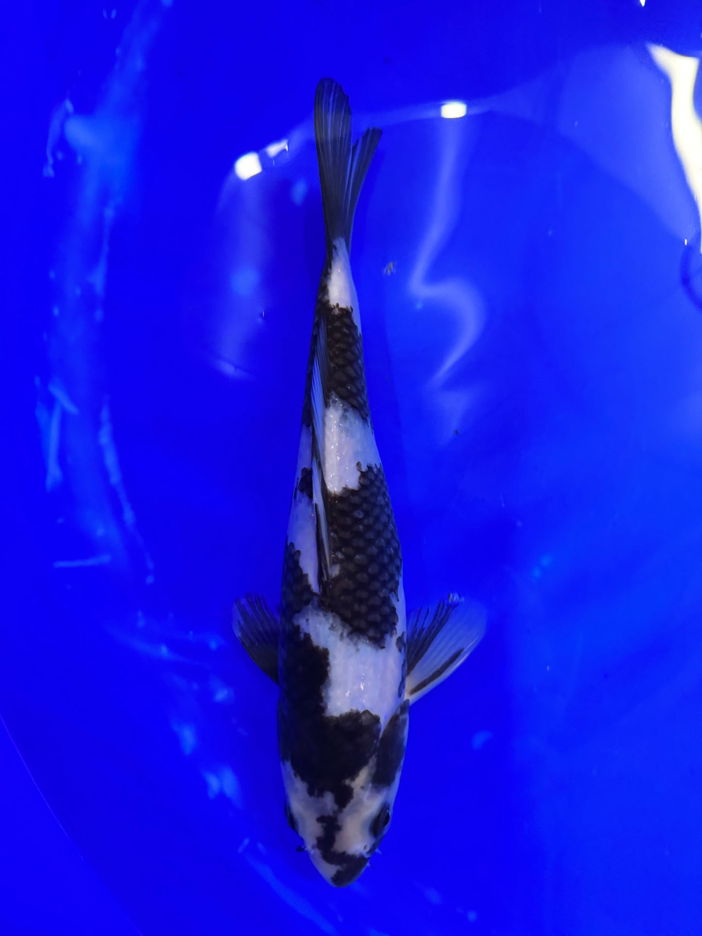 Prachtige Shiro Utsuri (Tosai, 29 cm) van de beroemde Omosako Koi Farm.  Een koi met kwaliteit en groeipotentie.