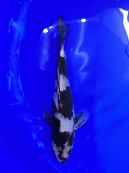 Prachtige Shiro Utsuri (Tosai, 29 cm) van de beroemde Omosako Koi Farm.  Een koi met kwaliteit en groeipotentie.