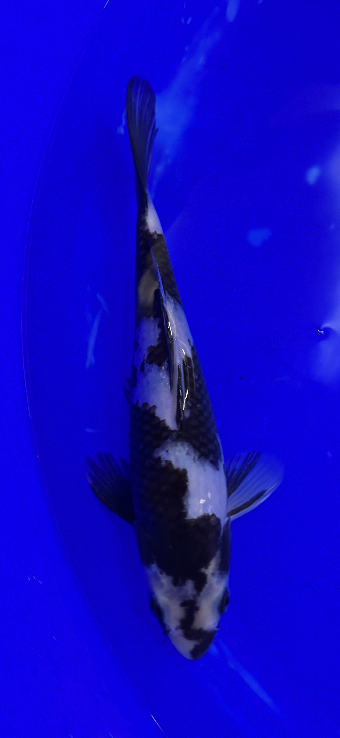 Prachtige Shiro Utsuri (Tosai, 29 cm) van de beroemde Omosako Koi Farm.  Een koi met kwaliteit en groeipotentie.