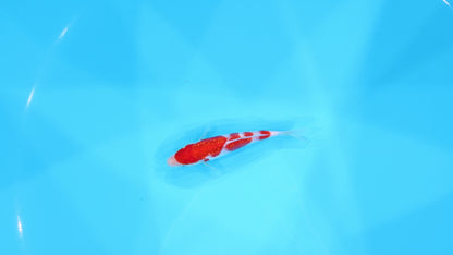 Prachtige Ginrin Kohaku  (Tosai, 17 cm) van de beroemde van Taiguchi Koi Farm.  Een koi met kwaliteit en groeipotentie.